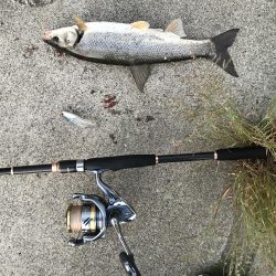 出張フィッシング